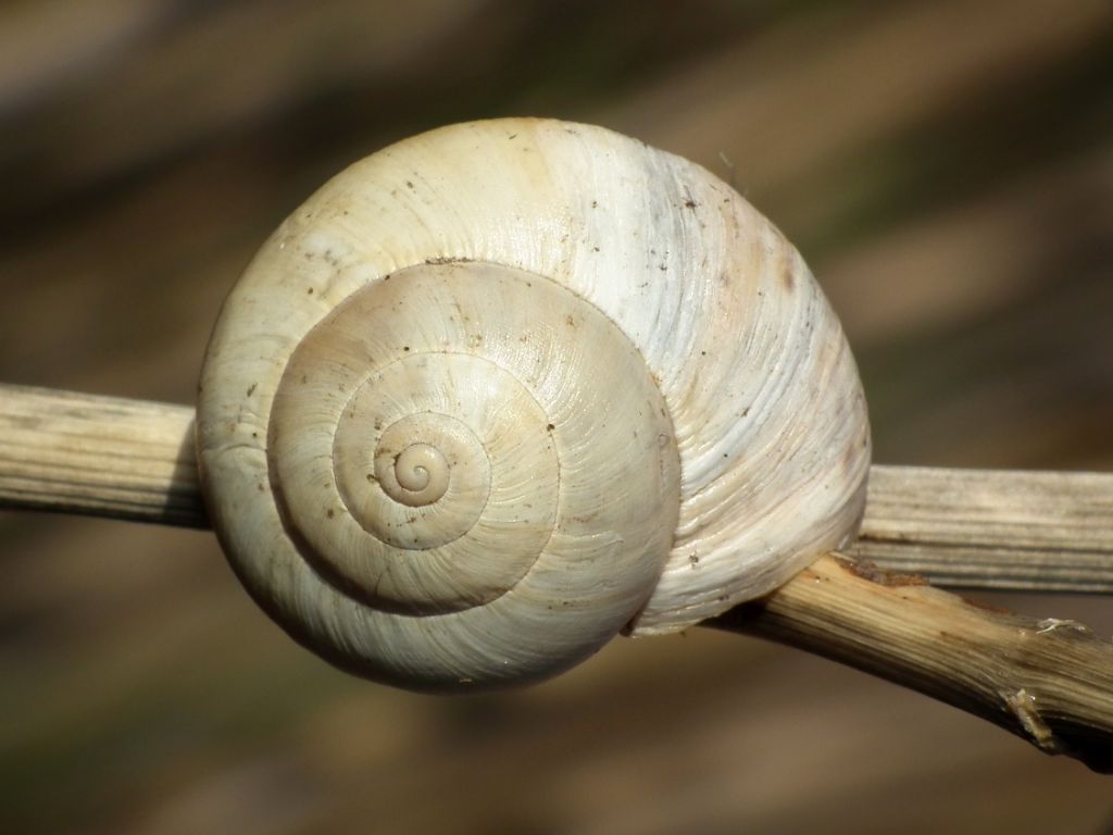 Snail from Portugal to ID